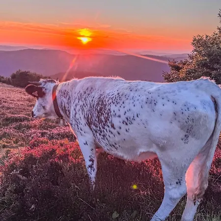 Chtite Vosgienne 4 Etoiles Cosy アパート